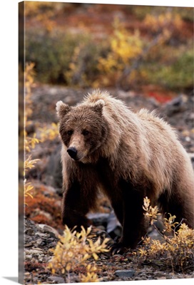 Bear Stream Fishing on Canvas (8x10) – Poised Wanderer