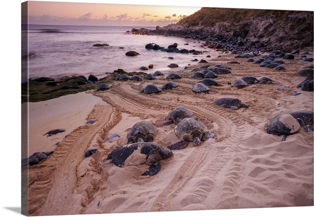 These green sea turtles, Chelonia mydas, an endangered species, have pulled out of the water onto Hoaeokipa Beach on Maui,...