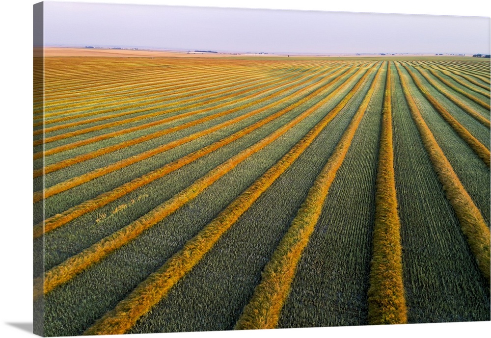 Aerial views of canola harvest lines glowing at sunset; Blackie, Alberta, Canada