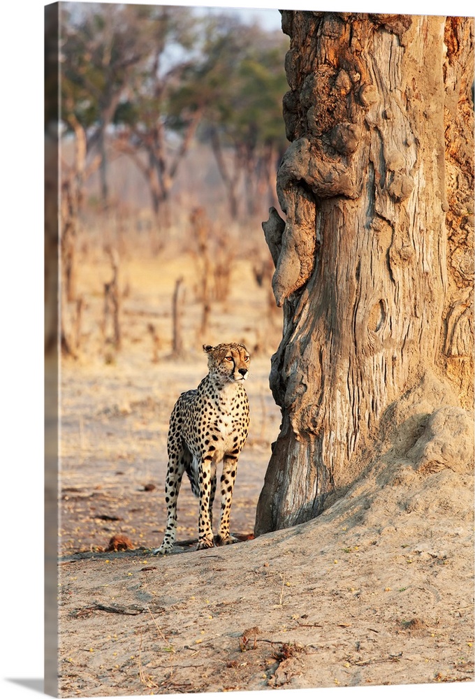 Africa, Zimbabwe, Hwange National Park, On Safari, Jaguar By Tree