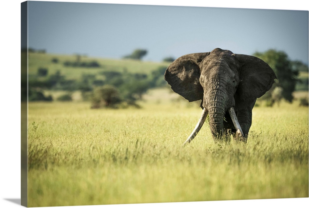 African bush elephant (Loxodonta africana) stands in long grass, Grumeti Serengeti Tented Camp, Serengeti National Park; T...