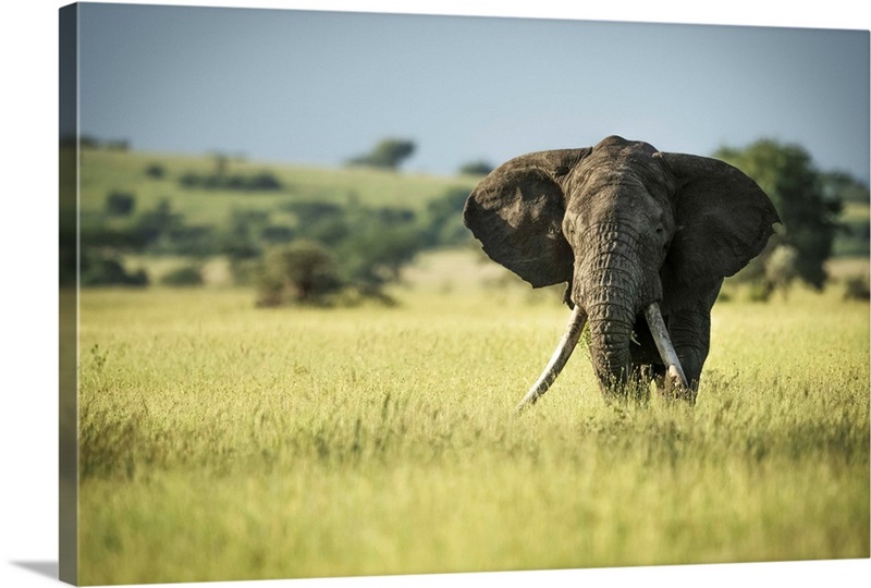 African Bush Elephant, Serengeti National Park, Tanzania | Great Big Canvas