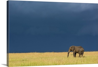 African Bush Elephant, Serengeti National Park, Tanzania