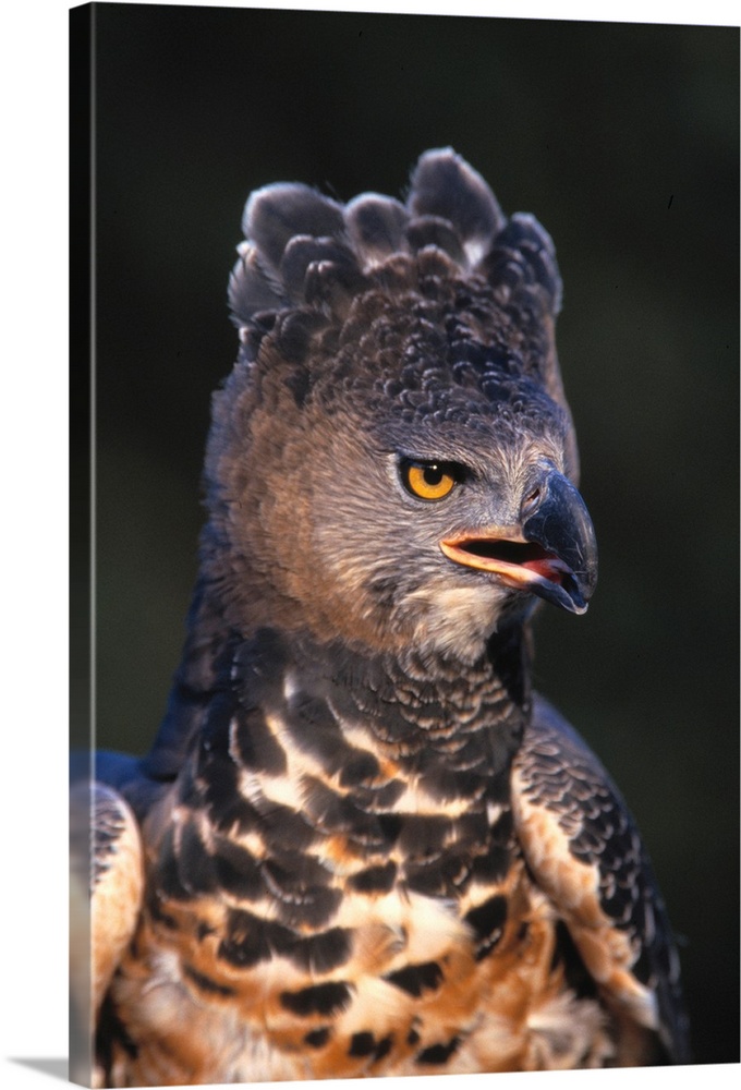 African Crowned Eagle