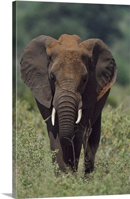 African Elephant, Africa
