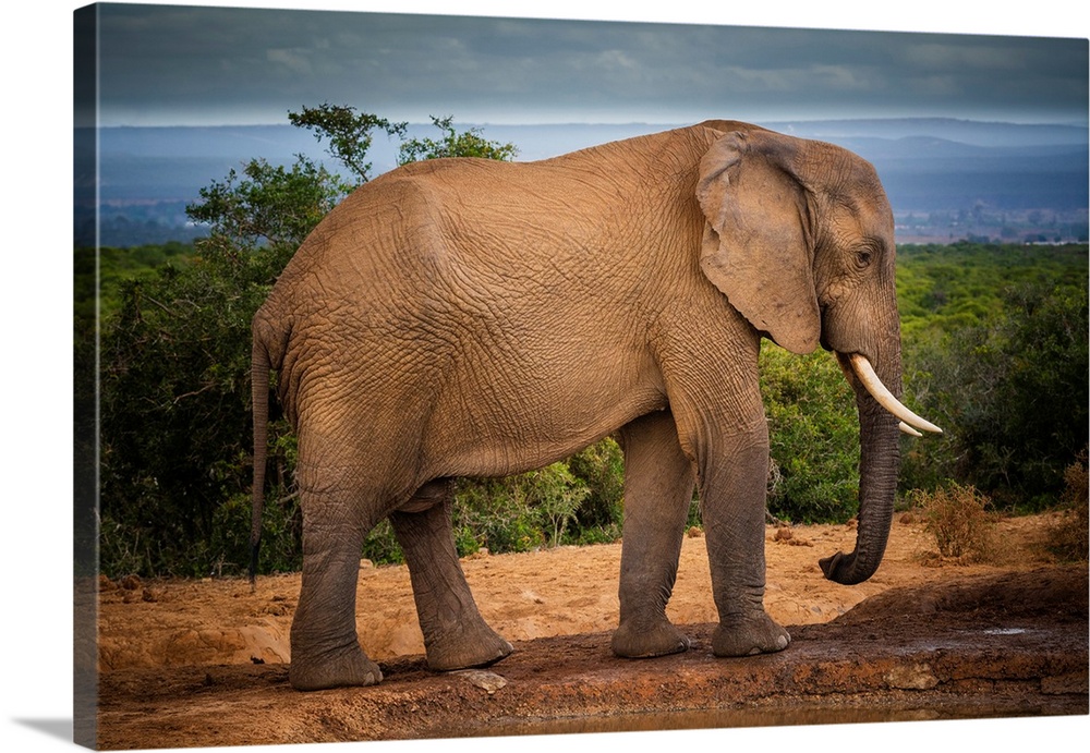 African elephant (Loxodonta) at Addo Elephant National Park, Eastern Cape, South Africa