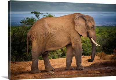 African Elephant At Addo Elephant National Park, Eastern Cape, South Africa