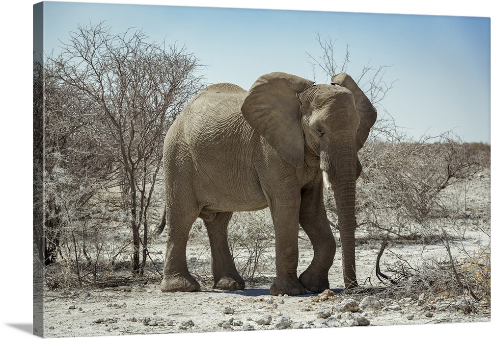 African Elephant (Loxodonta), Etosha National Park; Namibia.
