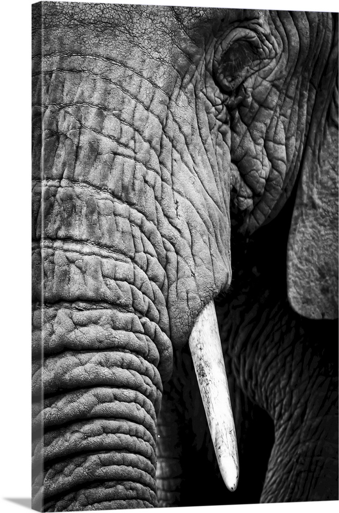 An African elephant (loxodonta africana) stares at the camera, showing its wrinkled skin, long trunk and left eye and tusk...