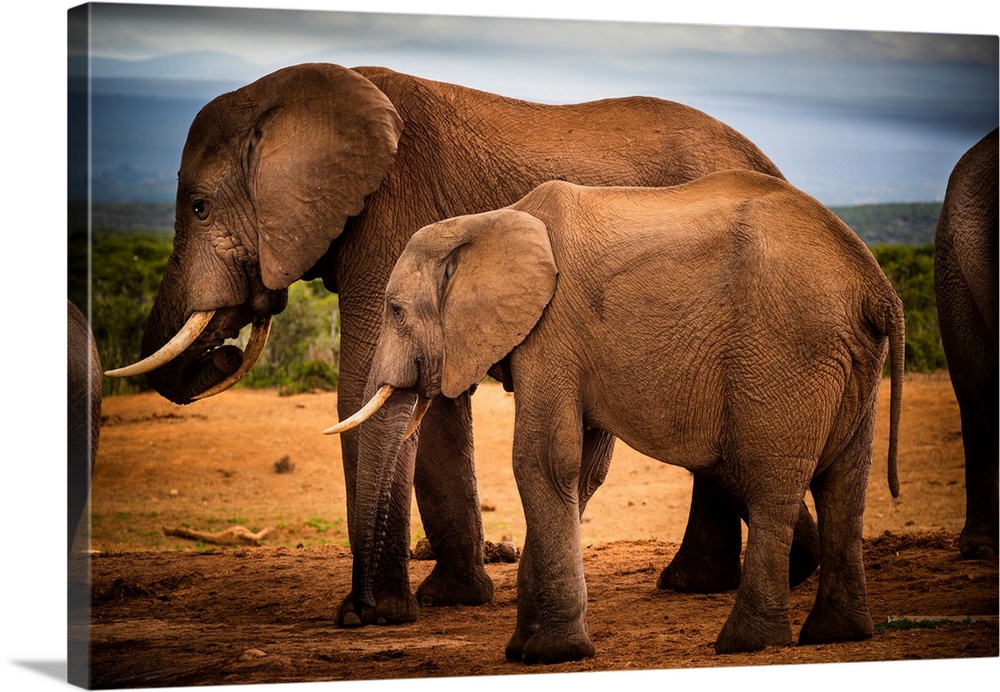 African elephants (Loxodonta) at at Addo Elephant National Park, Eastern Cape, South Africa
