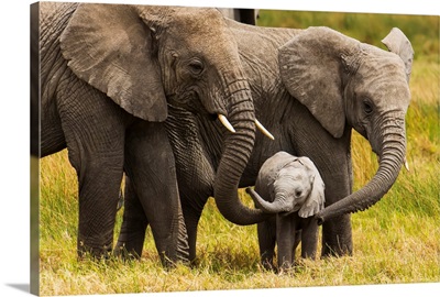 African elephants walking with their young on the serengeti; Tanzania