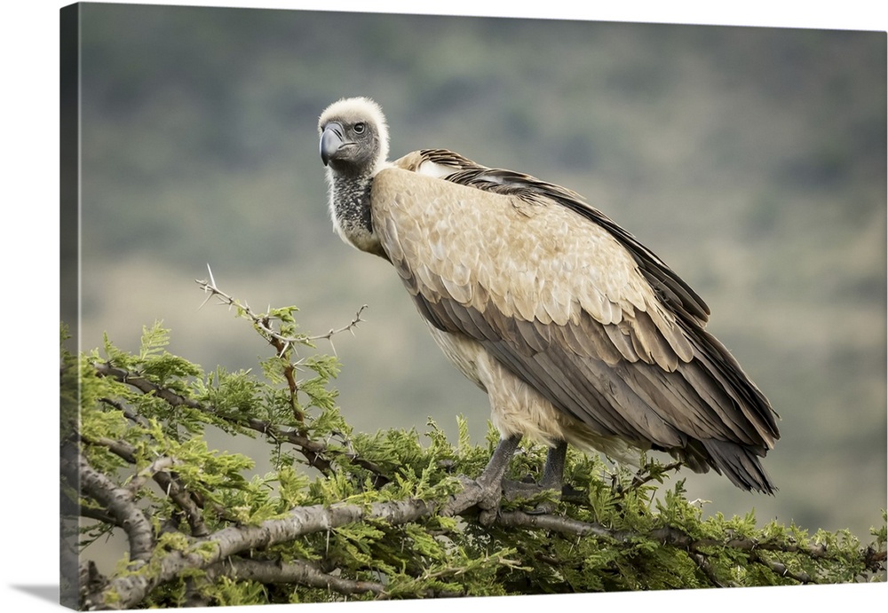 African white-backed vulture (gyps africanus) atop tree looking down, Serengeti, Tanzania.
