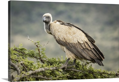 African White-Backed Vulture Atop Tree Looking Down, Serengeti, Tanzania