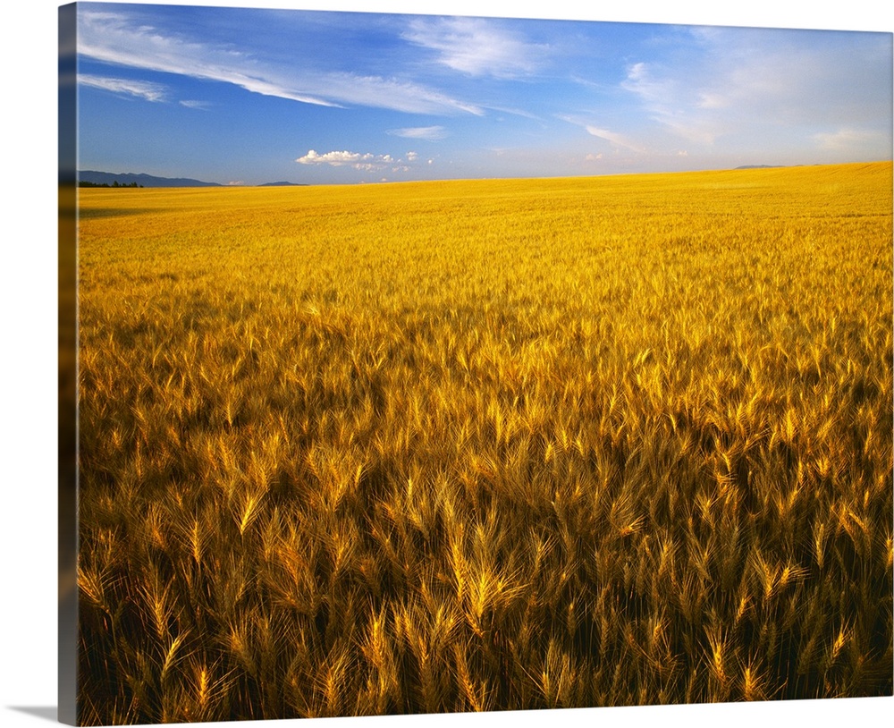 Agriculture, A large rolling field of mature, harvest ready wheat