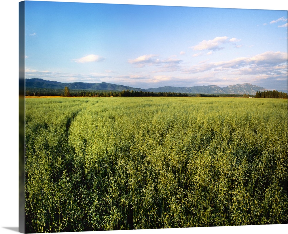 Agriculture, Field of maturing oats with mountains and forest