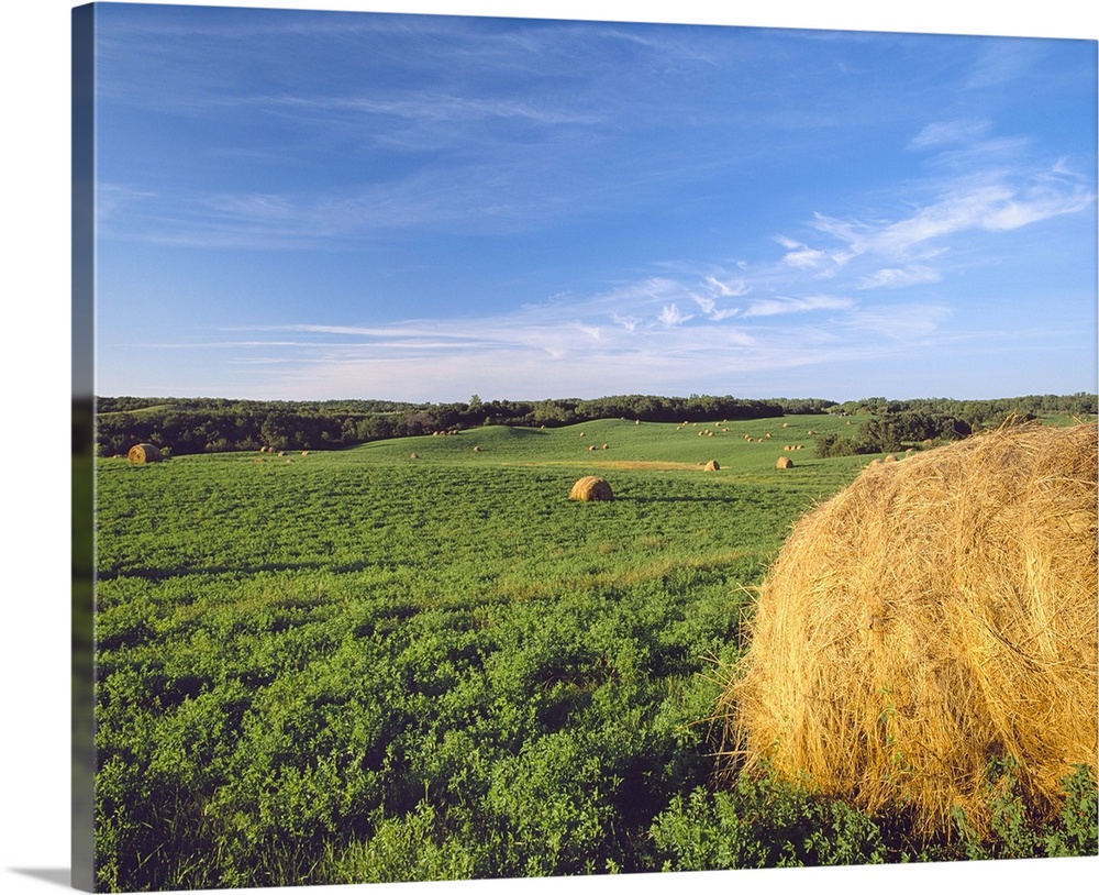 Agriculture, Rolling alfalfa field with round hay bales