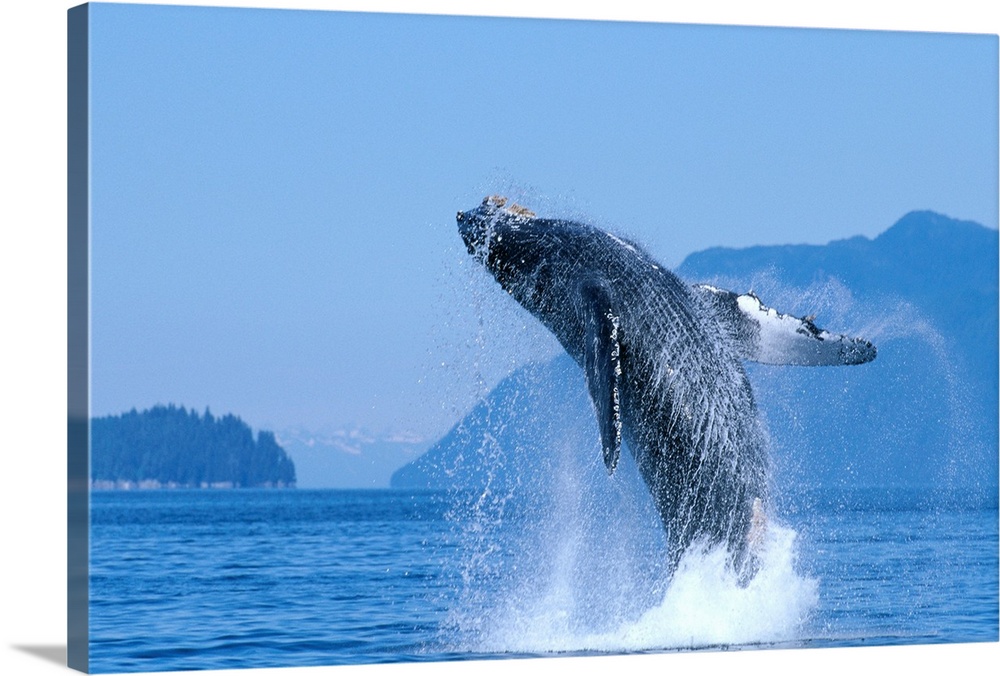 Alaska, Inside Passage, Humpback Whale (Megaptera Novaeangliae) Breaching