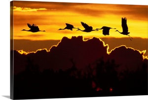 Alaska, Sandhill Crane Flying Above Clouds In image thumbnail