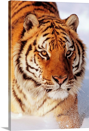 Alaska, Siberian Tiger (Panthera Tigris Altaica) Stalking Prey In Deep ...