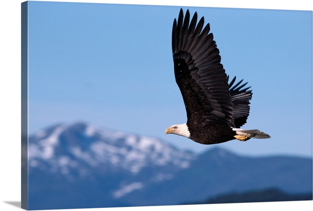 Alaska, Tongass National Forest, Bald Eagle In Flight