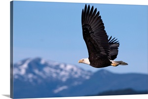 Alaska, Tongass National Forest, Bald Eagle In Flight image thumbnail