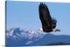 image thumbnail of Alaska, Tongass National Forest, Bald Eagle In Flight