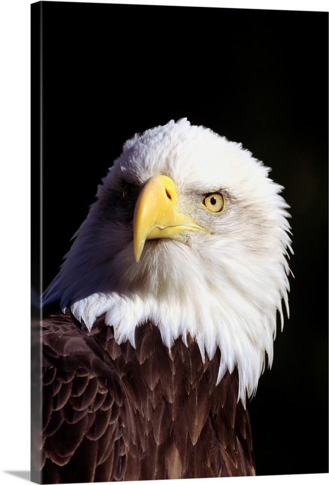 Alaska, Tongass National Forest, Closeup Of Bald Eagle (Haliaeetus Leucocephalus)
