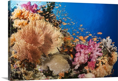 Alconarian and gorgonian coral with bigeye jacks dominate this Fijian reef scene