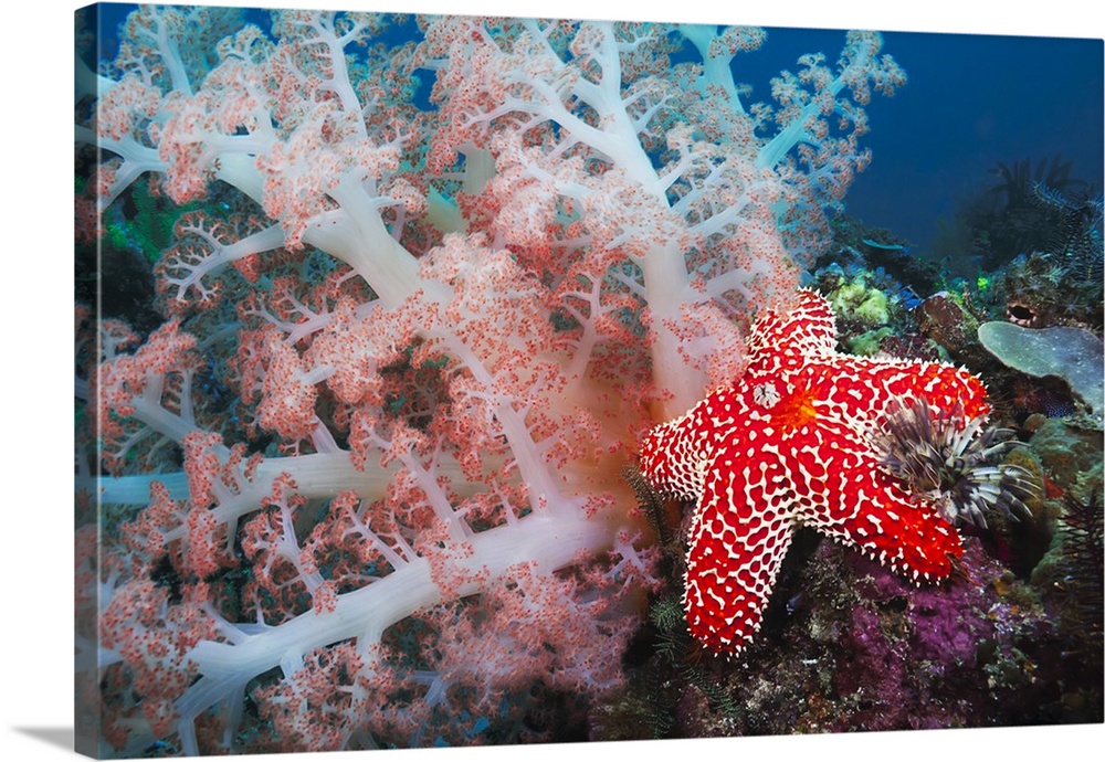 Alconarian coral, starfish, crinoids and a feather dust worm all compete for space in this Indonesian reef scene off Rinca...