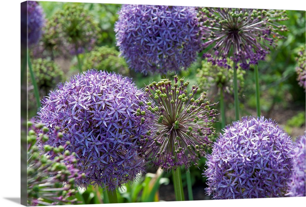 Allium plants with purple flowers and green buds.