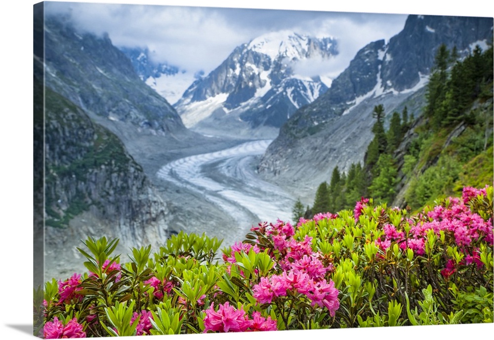 Alpenrose (Rhododendron ferrugineum) flowers over Mer de Glacier and Grandes Jorasses, Alps, France