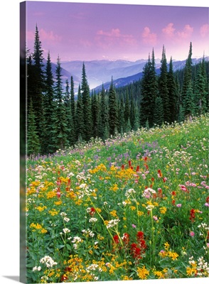 Alpine Wildflower Meadow, British Columbia, Canada