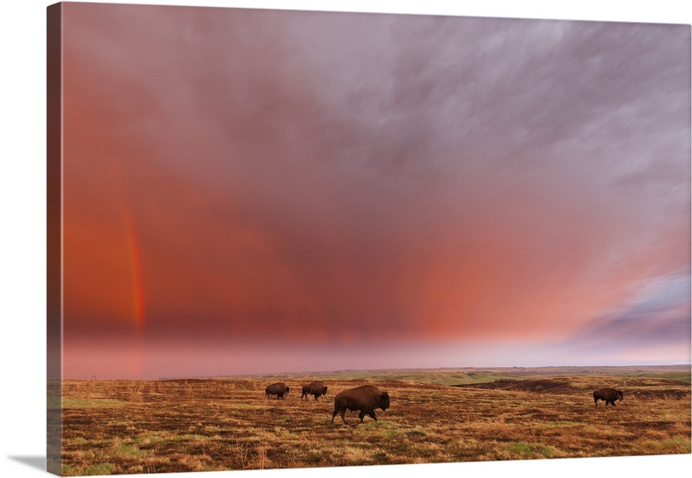 American Bison (Bison Bison) And Rainbow After The Storm At Cross Ranch Preserve; North Dakota, United States Of America