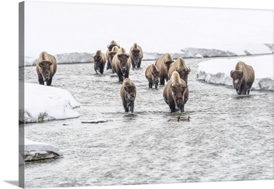 American Bison At Alum Creek In Winter, Yellowstone National Park, Wyoming