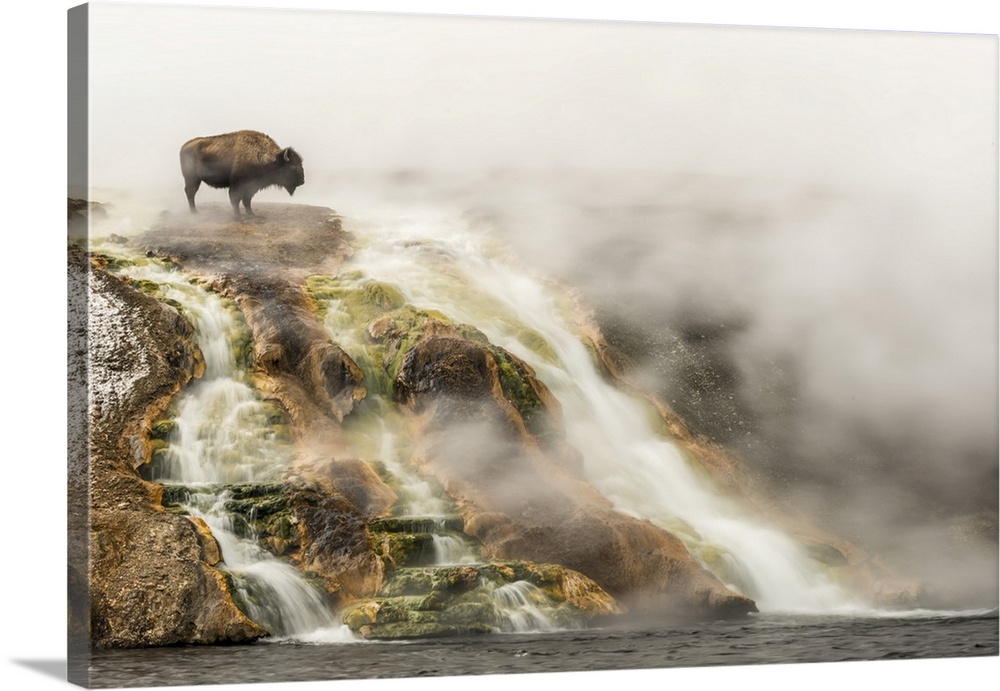 American bison (Bison bison) on top of a cliff surrounded by steam from the Excelsior Geyser at the Midway Geyser Basin lo...