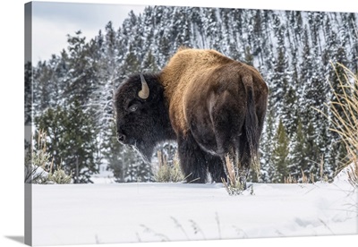American Bison Bull Standing In Snow In Yellowstone National Park, Wyoming, USA