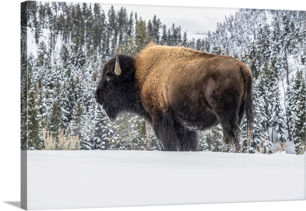 American Bison bull (Bison bison) standing in snow in Yellowstone National Park; Wyoming, United States of America.