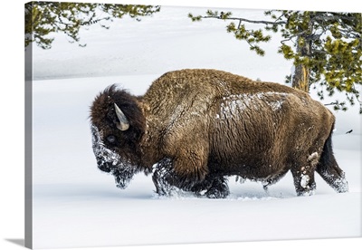 American Bison In The Firehole River Valley, Yellowstone National Park, Wyoming