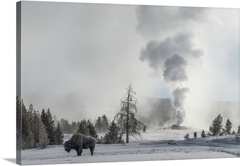 American Bison (Bison bison) stands on snow with Old Faithful erupting in the background, Upper Geyser Basin in Yellowston...