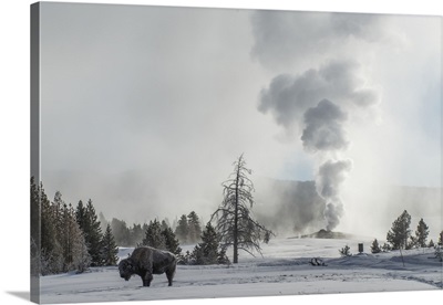 American Bison On Snow With Old Faithful Erupting, Yellowstone National Park, Wyoming
