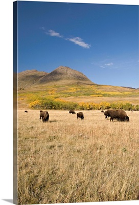 American Bison, Southern Alberta, Canada