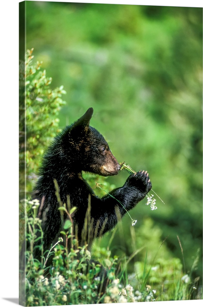 Portrait of an American black bear cub (Ursus americanus) sniffing a wildflower in Yellowstone National Park. The American...
