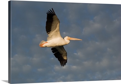 American White Pelican (Pelecanus Erythrorhynchos), In Flight