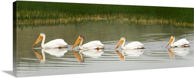 American White Pelicans Swim In A Line On The Yellowstone River; Wyoming, USA