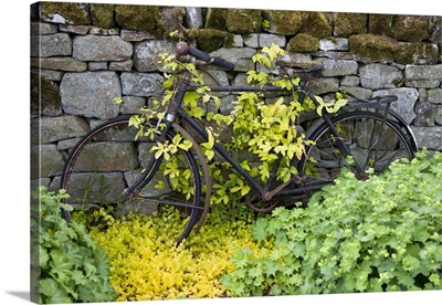 An Abandoned Bicycle Surrounded And Covered In Foliage; Northumberland England