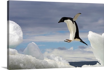An Adelie penguin, Pygoscelis adeliae, jumping on an iceberg.