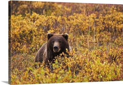 An Adult Brown Bear Amongst The Fall Foliage In Denali National Park, Interior Alaska