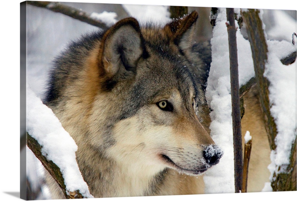 Horizontal, close up photograph of the side of a gray wolfs face, surrounded by snow covered tree branches.