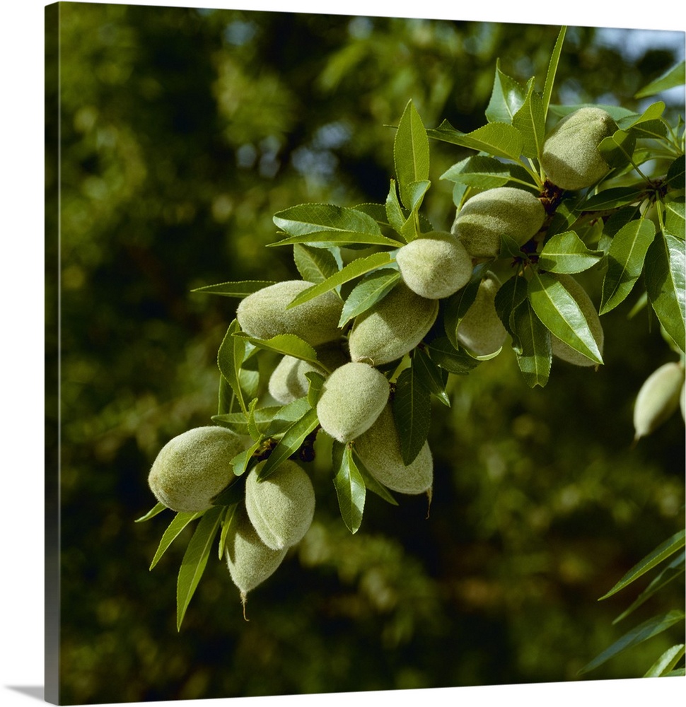 An almond tree branch with Spring foliage growth and a healthy crop of mid growth nuts