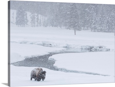 An America bison (Bison bison) forages near a stream during a snow storm in Yellowstone National Park; Wyoming, United States of America